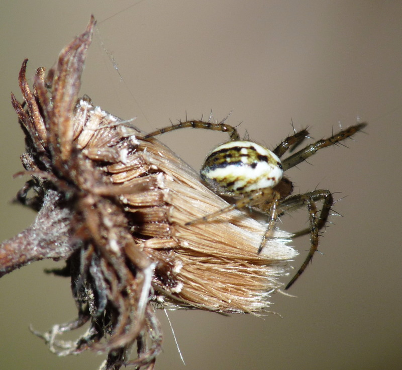 Mangora acalypha